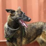 Malinois Cristal, ca. 11/2021, ca. 65cm