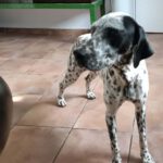 Dalmatiner Marina, ca. 01/2021, ca. 55 cm