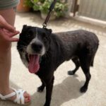 Mischling Bruno, ca .05/2018, ca. 50cm