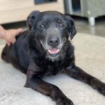 Mischling Emma, ca. 04/2010, ca. 55cm