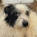 Mischling Mello, ca. 01/2020, ca. 45 cm