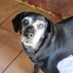 Mischling Mora, ca. 04/2011, ca. 45 cm