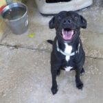 Mischling Ninfa, ca. 02/2021, ca. 48 cm