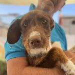 Mischling Nutella, ca. 01/2022, ca. 45cm