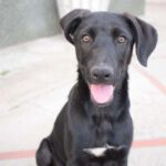 Mischling Paprika, ca. 02/2022, ca. 55 cm