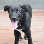 Mischling Parches, ca. 02/2022, ca. 55 cm