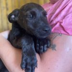 Schäferhund- Schnauzermix Nacho, ca. 02/2022, ca. 55 cm