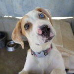 Mischling Natalia, ca. 01/2022, ca. 70 cm