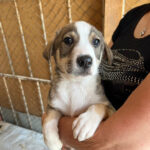 Mischling Othello, ca. 03/2022, ca. 50 cm