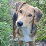 Mischling Peter Pan, ca. 12/2021, ca. 50 cm