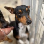 Pinscher Bodeguero Mischling Karl, ca. 09/2021, ca. 40cm