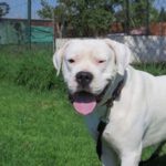 Dogo Argentino Pitagoras, ca. 04/2019, ca. 75 cm