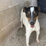 Bodeguero-Mischling Pixie, ca. 06/2018, ca. 38 cm