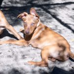 Podenco Mischling Brownie, ca. 02/2022, ca. 45 cm