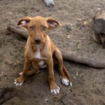 Podenco Mischling Filou, ca. 02/2022, ca. 45 cm