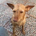 Podenco Griffon Mischling Gitana, 10/2016, ca. 45 cm, 29525 Uelzen