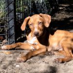 Podenco Mischling Lui, ca. 02/2022, ca. 45 cm