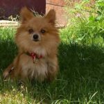 Pomeranian Sheila, ca. 10/2020, ca. 35 cm