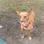 Podenco Salero, ca. 12/2015, ca. 27 cm