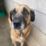 Mastin Epagneul Sascha , ca. 12/2013, ca. 70 cm