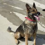 Schäferhund Delta, ca. 05/2019, ca 65cm