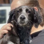 Epagneul Breton-Mischling Sora, ca. 12/2021, ca. 45 cm