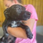 Schäferhund- Schnauzermix Taco, ca. 02/2022, ca. 55 cm