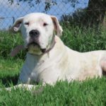 Dogo Argentino Teana, ca. 05/2019, ca. 75 cm