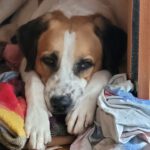 Rafeiro do Alentejo Gustav, 01/2020, 70 cm, 71540 Murrhardt