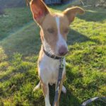 Podenco Zeus, 06/2017, 50 cm, 34399 Wesertal