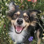 Mischling Szafir, 01/2021, ca. 40 cm, 04509 Krostitz