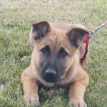 Malinois Lola, ca. 02/2022, ca. 65 cm