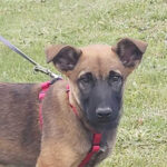 Malinois Morisol, ca. 02/2022, ca. 65 cm