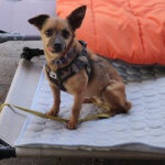 Chihuahua Twinky, ca. 03/2010, ca. 20 cm