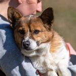 Mischling Vanesca, ca. 12/2019, ca. 35 cm