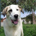 Mastin Yambo, ca. 06/2021, ca. 80 cm