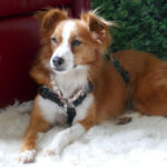 Mischling Babette, ca. 10/2019, 37 cm, 25541 Brunsbüttel