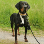 Bracke Bobby, 01/2018, 60 cm, 33034 Brakel