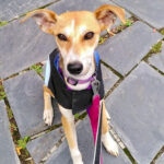 Mischling Carla, 11/2021, ca. 50 cm, 54292 Trier