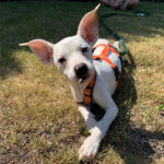 Bodeguero Mischling Chipilina, ca. 01/2022, Endgröße ca. 40 cm, 01662 Meißen