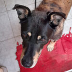 Mischling Chori, 12/2013, 56 cm, 65597 Hünfelden / Heringen