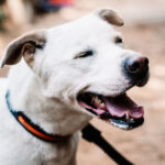 Mischling Coco, 07/2019, ca. 63 cm