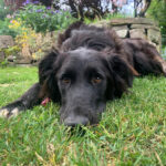 Border Collie Mischling Ellie, 11/2020, ca. 55 cm, 21360 Vögelsen