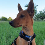 Pinscher Podenco Mischling Fanta, ca. 01/2022, Endgröße ca. 40 cm, 61191 Rosbach v.d. Höhe