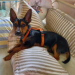 Mischling Helene, 11/2021, 40 cm, 74934 Reichartshausen