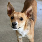 Mischling Kala, 10/2021, ca. 40 cm