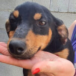 Mischling Lara, 01/2022, Endgröße ca. 40-45 cm, 01662 Meißen