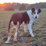 Kurzhaar Collie Lua, 06/2013, ca. 50 cm, 17279 Lychen