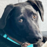 Galgo Labrador Mischling Mats, 09/2021, 55cm, 61137 Schöneck