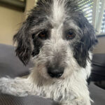 Bodeguero Wasserhund Mischling Mounty, 08/2019, 45 cm, 61206 Wöllstadt